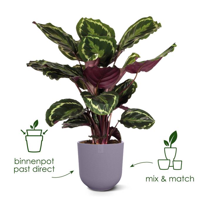 jazz rond 14cm lavendel lila